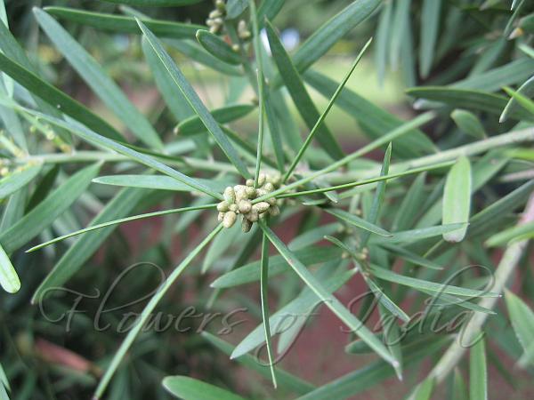 Chinese Podocarp